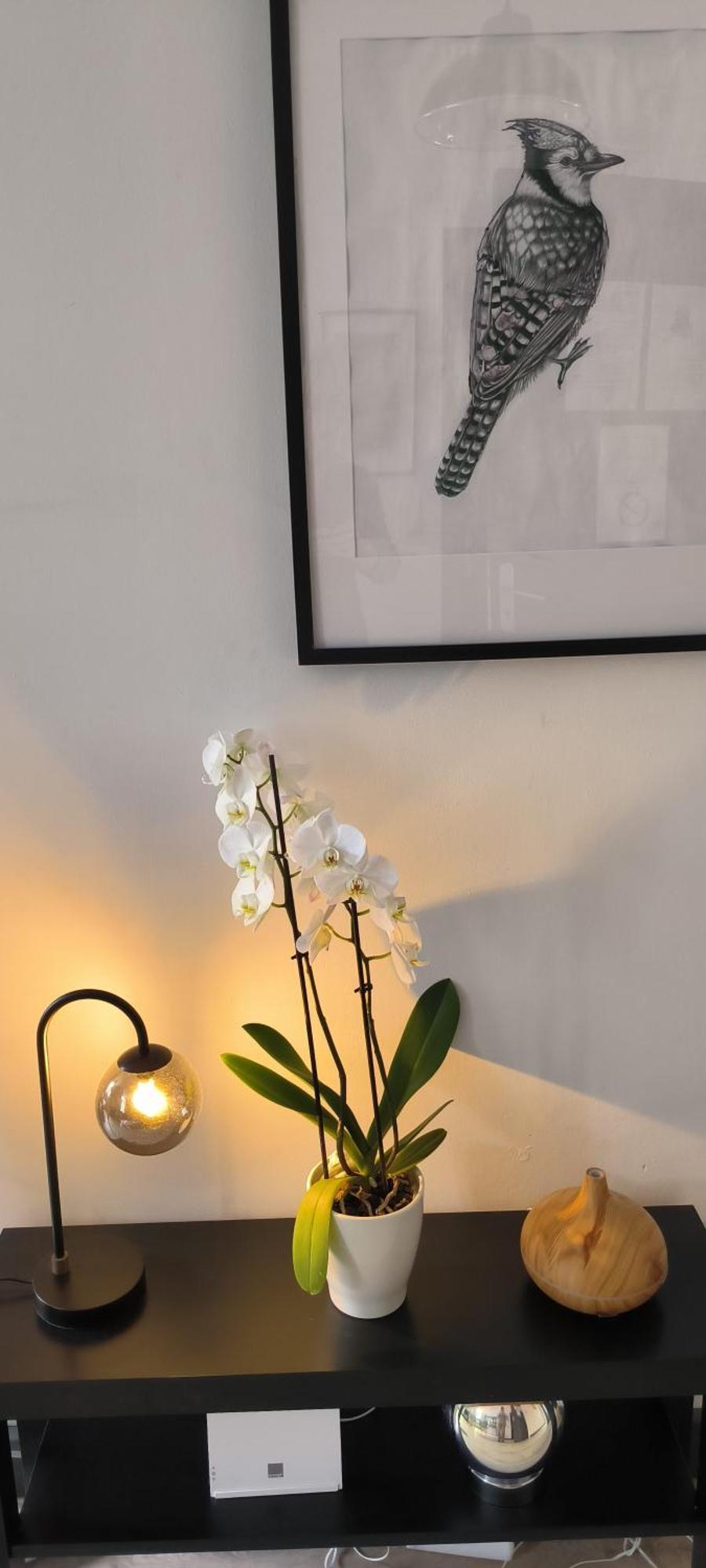 Appartement Sous Les Remparts カルカソンヌ エクステリア 写真